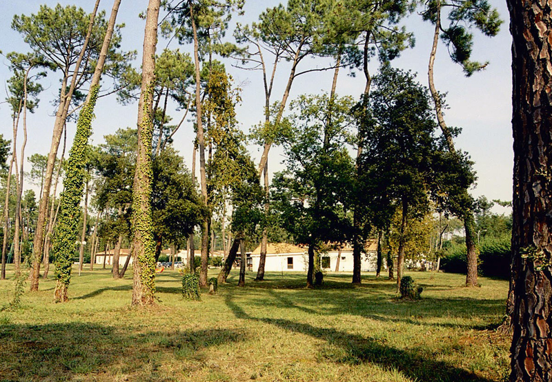 Résidence Club Sous les Pins Poitou-Charentes - Ronce-les-Bains visuel 2/10