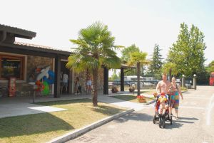 Tiglio Lombardía - Sirmione visuel 8/10 Tiglio Lombardía - Sirmione visuel 8/10