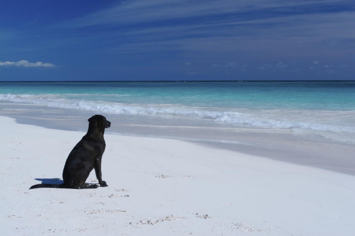 Tiliguerta Cerdeña - Muravera visuel 6/10