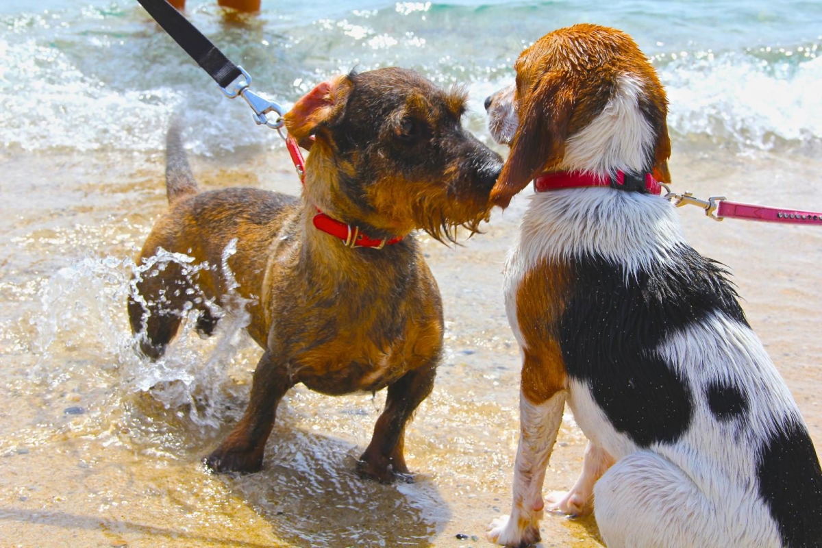 Tiliguerta Cerdeña - Muravera visuel 10/10