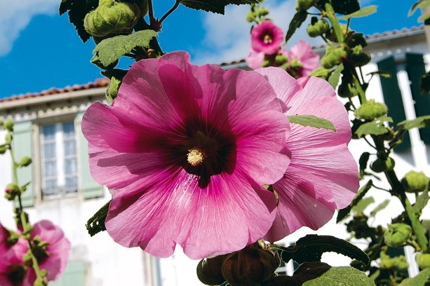 Village Vacances La Salicorne Poitou-Charentes - Ars-en-Ré visuel 7/8 Village Vacances La Salicorne Poitou-Charentes - Ars-en-Ré visuel 7/8