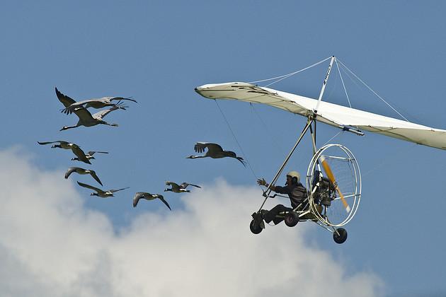 Voler avec Les Oiseaux Auvernia - Saint-Simon visuel 2/8 Voler avec Les Oiseaux Auvernia - Saint-Simon visuel 2/8