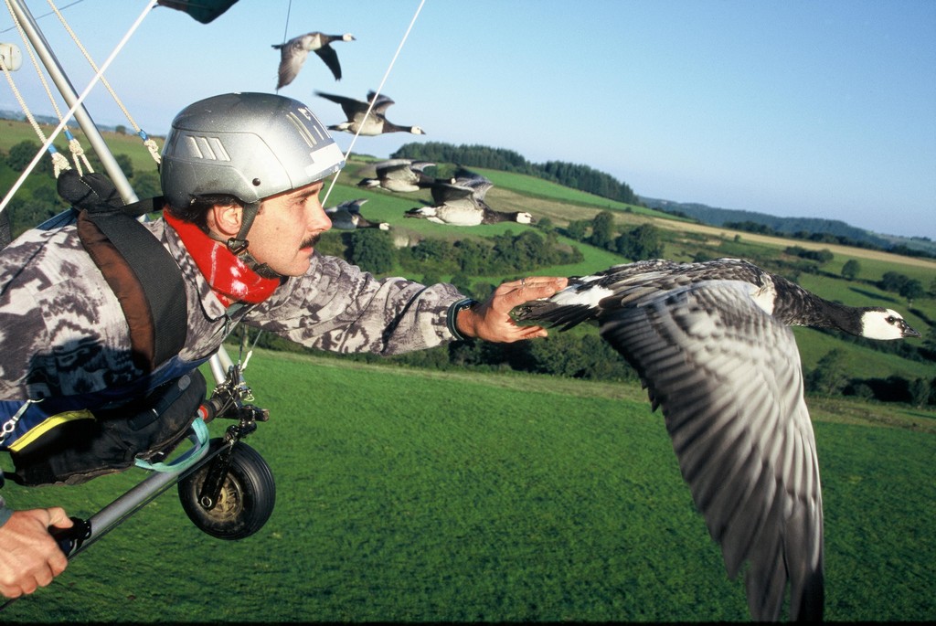 Voler avec Les Oiseaux Auvernia - Saint-Simon visuel 3/8 Voler avec Les Oiseaux Auvernia - Saint-Simon visuel 3/8