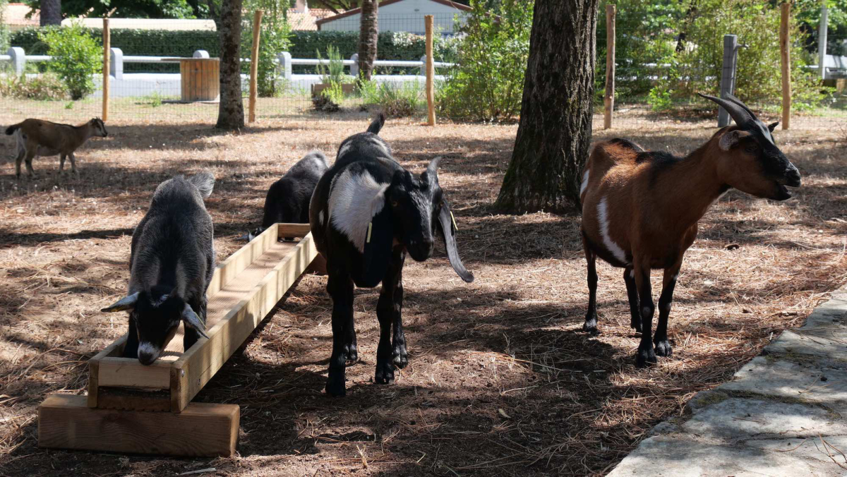 Les Biches Países del Loira - Saint-Hilaire-de-Riez visuel 38/75