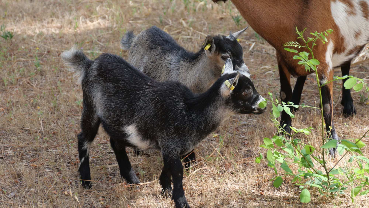 Les Biches Países del Loira - Saint-Hilaire-de-Riez visuel 37/75