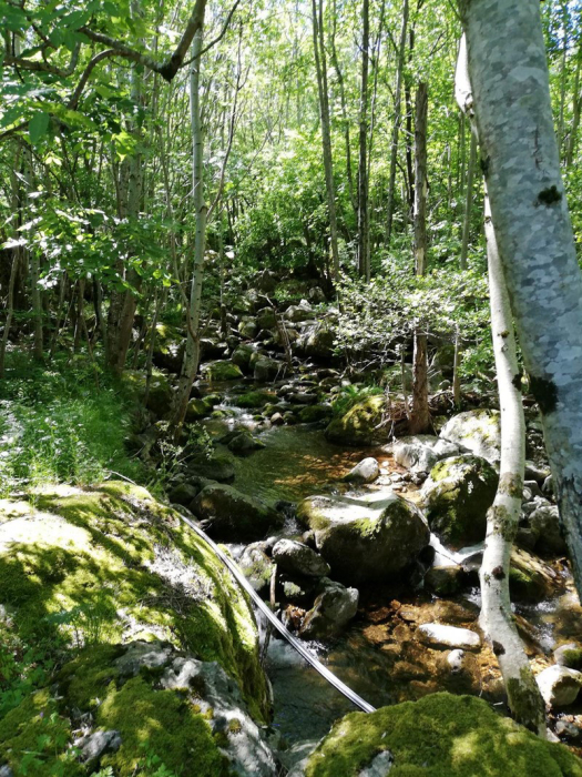 Auprés de mon Arbre Ródano-Alpes - Mayres visuel 3/3 Auprés de mon Arbre Ródano-Alpes - Mayres visuel 3/3