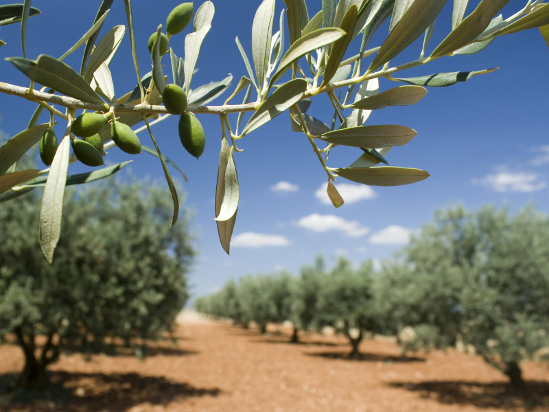 Domaine des Chênes Blancs Provenza-Alpes-Costa Azul - Saint-Saturnin-lès-Apt visuel 23/28
