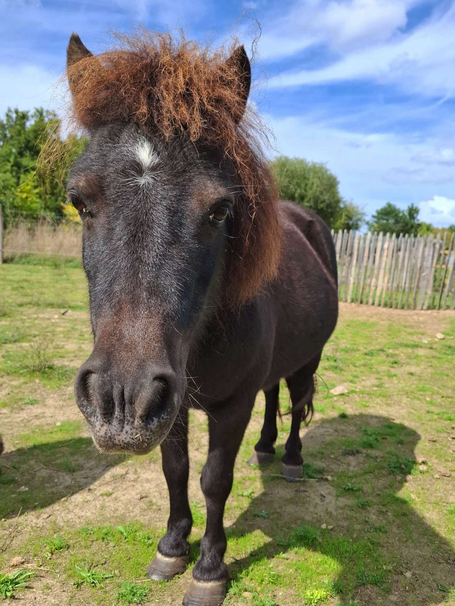 L'Ambois Países del Loira - Mouilleron-le-Captif visuel 6/32
