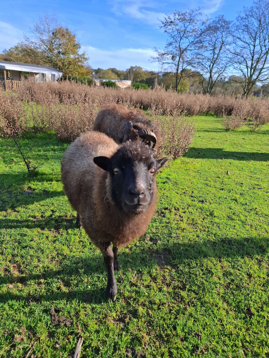 L'Ambois Países del Loira - Mouilleron-le-Captif visuel 7/32