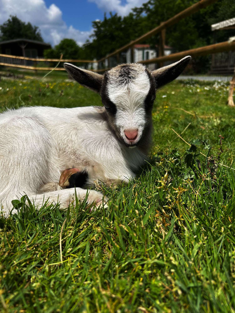 L'Ambois Países del Loira - Mouilleron-le-Captif visuel 8/32