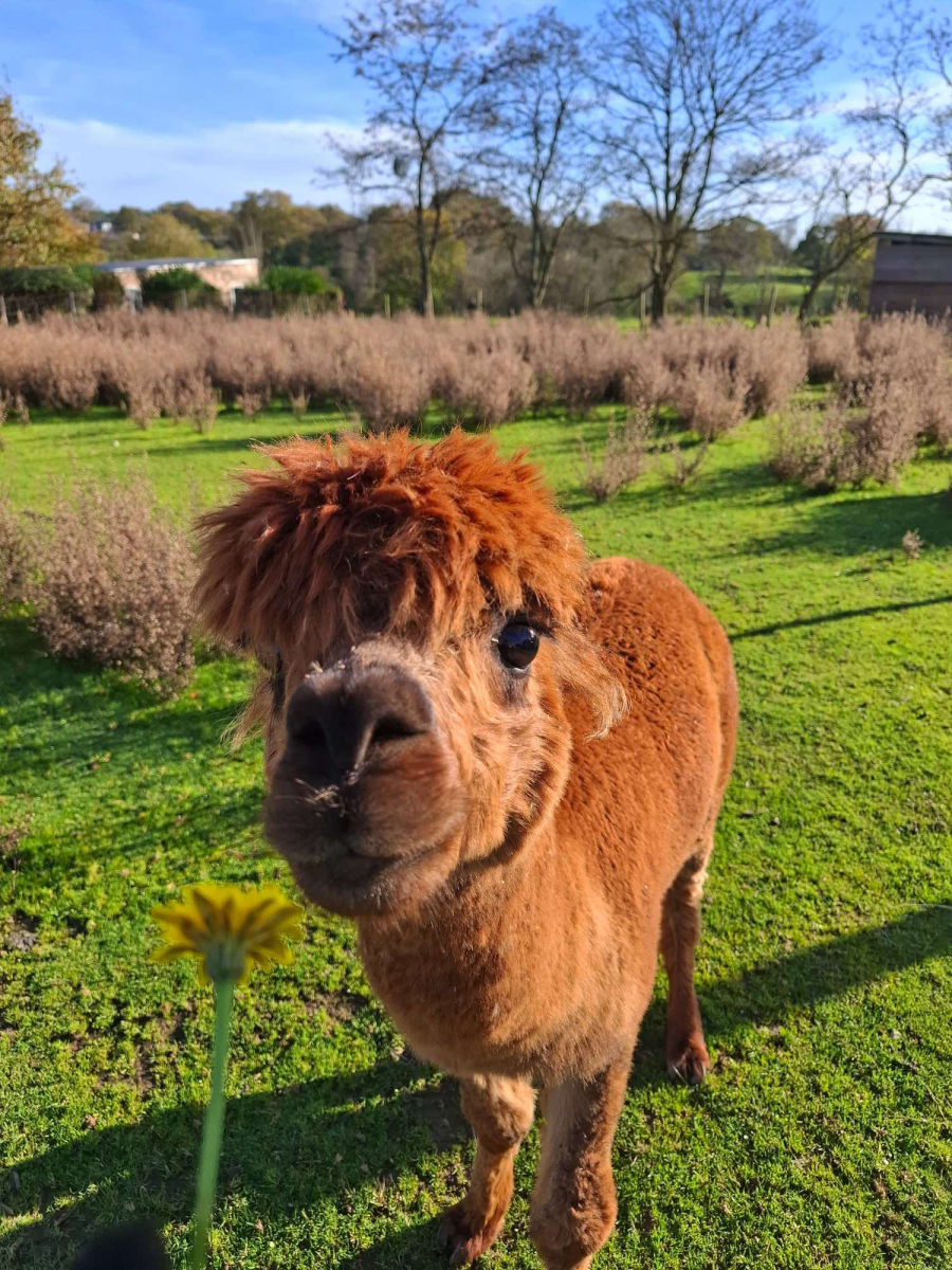 L'Ambois Países del Loira - Mouilleron-le-Captif visuel 11/32