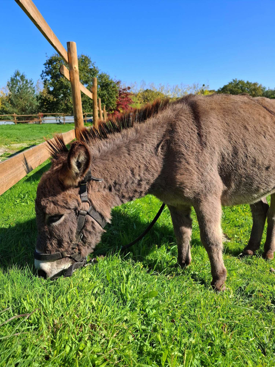 L'Ambois Países del Loira - Mouilleron-le-Captif visuel 10/32