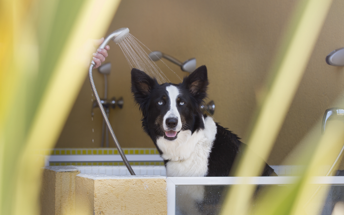 La Ballena Alegre Costa Brava - Sant Pere Pescador visuel 33/45