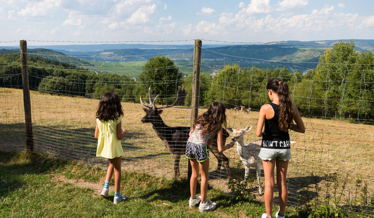 Landal Sonnenberg Renania-Palatinado - Leiwen visuel 3/3