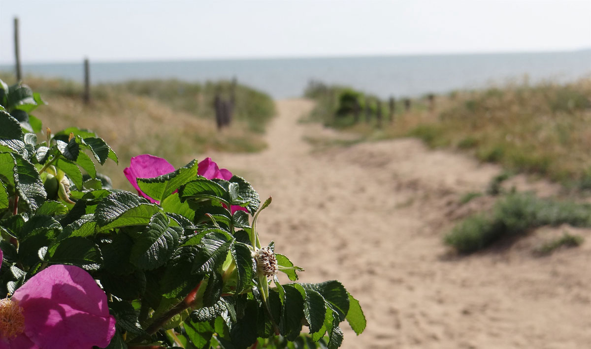 Le Bois Verdon Países del Loira - Saint-Jean-de-Monts visuel 19/20 Le Bois Verdon Países del Loira - Saint-Jean-de-Monts visuel 19/20