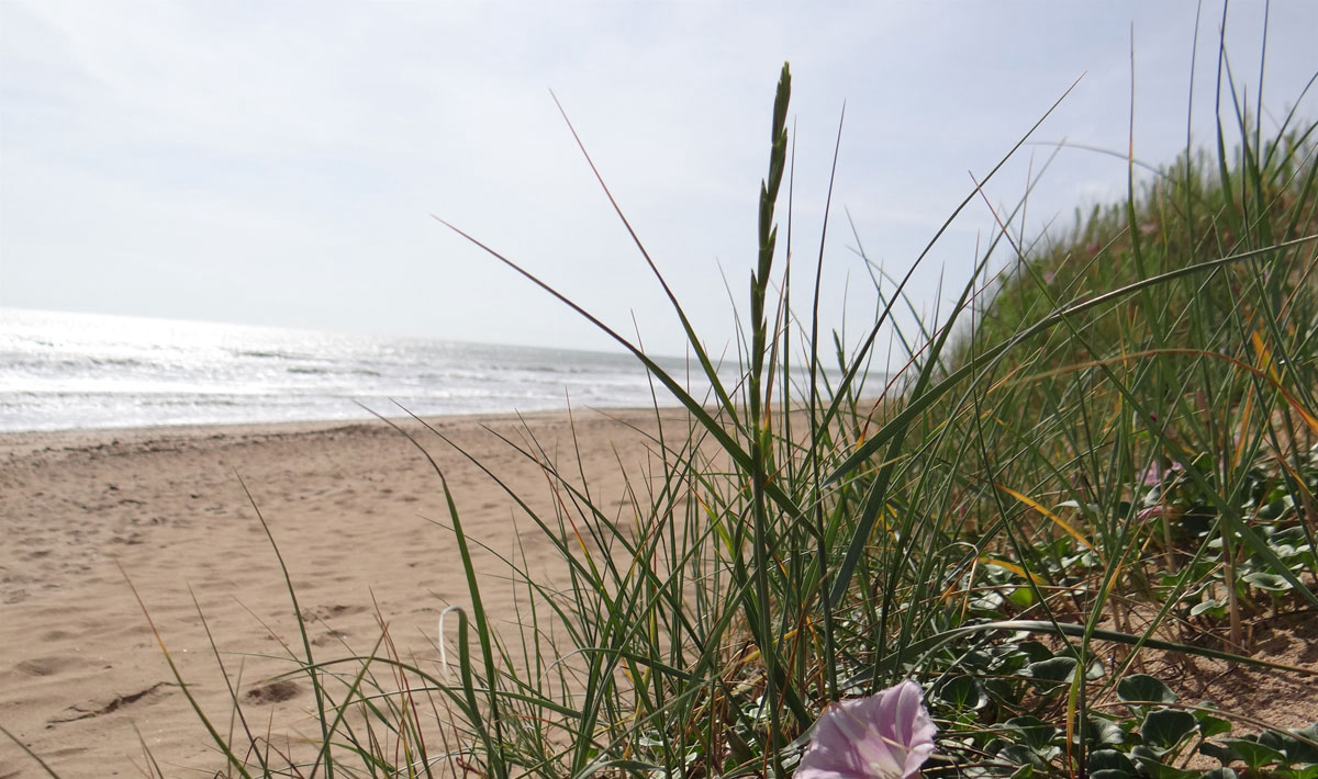 Le Bois Verdon Países del Loira - Saint-Jean-de-Monts visuel 20/20 Le Bois Verdon Países del Loira - Saint-Jean-de-Monts visuel 20/20