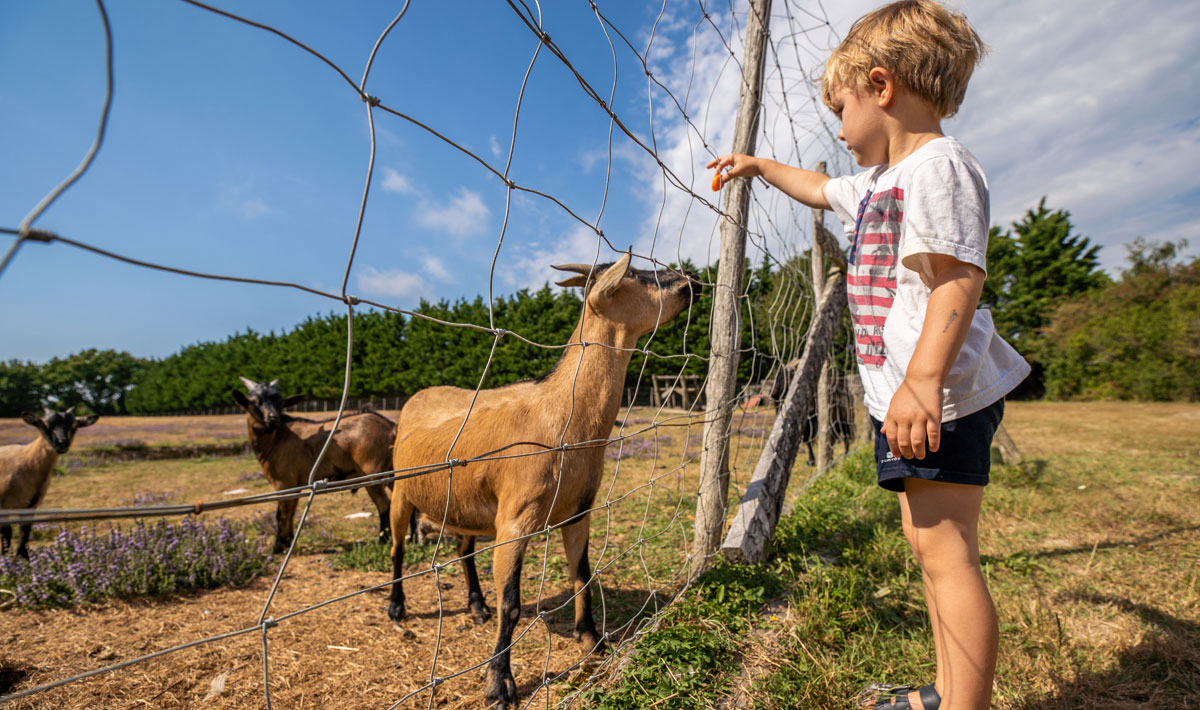 Les Brillas Países del Loira - Les Moutiers en Retz visuel 7/16
