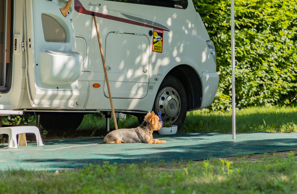 Les Pins Alsacia - null visuel 4/6