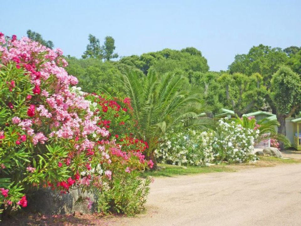 Pezza Cardo Córcega - Porto-Vecchio visuel 6/7 Pezza Cardo Córcega - Porto-Vecchio visuel 6/7
